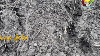 مراحل درست کردن خاک قارچ