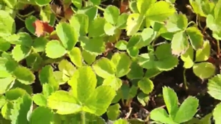 خرید نشاء توت فرنگی گونه کاماروسا و دیگر نژادها رویال کشت