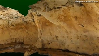 قدیمی‌ترین حکاکی‌های شناخته شده از نئاندرتال‌ها از 75,000 سال پیش