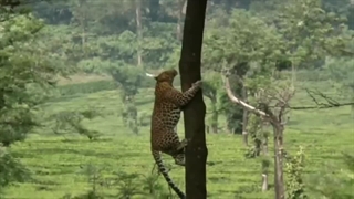 10 خشن ترین لحظات از حمله وحشیانه پلنگ به حیوانات | حیات وحش