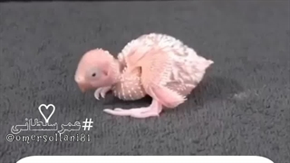 مراحل رشد طوطی یا (مرغ عشق ) در طول 36 روز