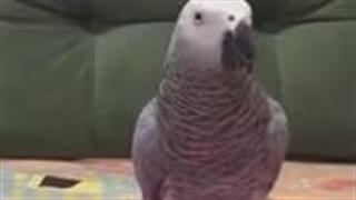 لوی طوطی با گوشی حرف نزنید! :)