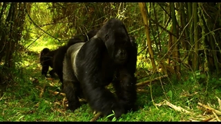 مستند Africa's Wild Year