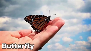 انسانها باید بدانند انقراض این حشرات یعنی انقراض انسان