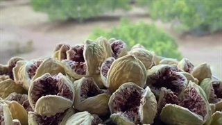 قیمت انجیر و قیمت انجیر خشک چگونه محاسبه میشود