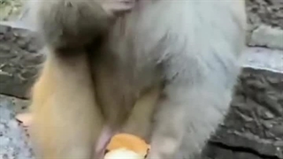 لذت جویی میمونی در انسان!