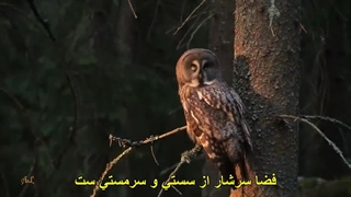 دکلمه ای از رادیو آبادان (2)