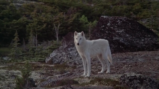 رخشاره هرگز فریاد نزن گرگ - با جستار جانوران و زاستار میخ اپاختر