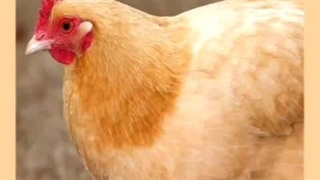 نحوه تشخیص مرغ تخم گذار