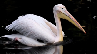 پرندگان زیبا | زیباترین پرنده های دنیا که حداقل یک بار ارزش دیدن دارد.