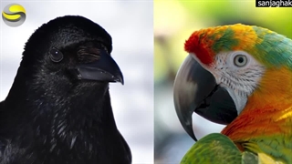 کلاغ از طوطی باهوش تره!؟؟