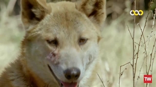 رازهای حیات‌وحش استرالیا ؛ 2016 ؛ فصل 1 ؛ قسمت 2