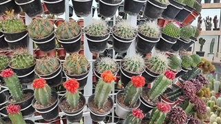 تجارت طبعیت سبز