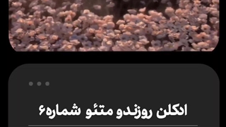 ادکلن روزندو متئو شماره 6 - سه روز ماندگاری