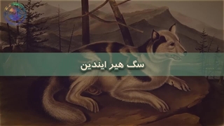 آخرین عکس های باقیمانده از نژاد سگ های منقرض شده