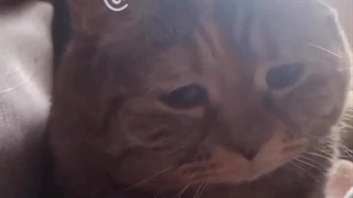 تمام شطل آشغالای شهر!! اگه اینو میبینی بیا این گوربه رو از تنهایی در بیار!