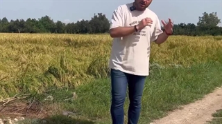 مقایسه برنج کهنه و برنج تازه برداشت شده