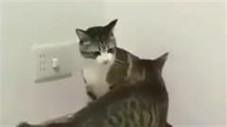 دعوای ناموسی