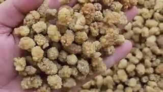 توت خشک نقلی مشهدی امسالی