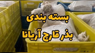 بسته بندی بذر قارچ