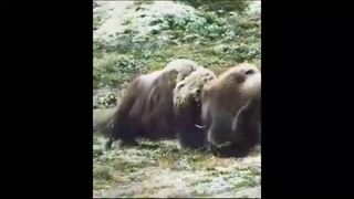 نبرد نفس گیر بایسون های سنگین وزن