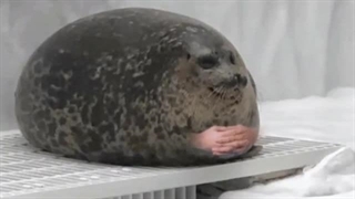 شاید خیال کنین یه جوک بی‌مزه‌س اما این یه داستان واقعیه...