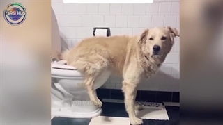 لحظاتی که در اون نبوغ حیوانات همه رو شگفت زده کرد