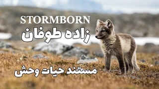 مستند حیات وحش | زاده طوفان |