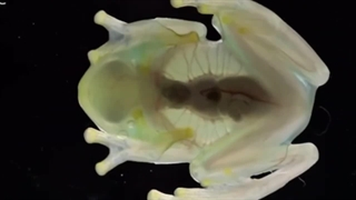 حیوانات عجیب : 5 تا از عجیب ترین حیوانات جهان که به سختی پیدا میشن