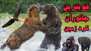 قویترین و پر قدرت ترین جانوران روی کره زمین؟!