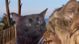 اینه که مشکل ساز میشه.