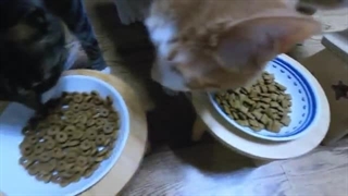 [SKZ VLOG] Lee Know : LEE KNOW LOG 10