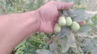 تفاوت نهال عناب گلابی و نهال عناب پیوندی خرمایی 09156034345 بیدل