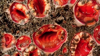 سنگ عجیب: 5 سنگ عجیب که معمای حل نشده دارند