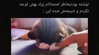 یدونه ازین گربه ها لطفا:)))