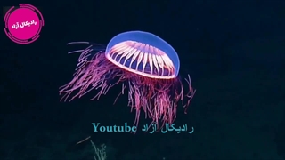 زیبا ترین و شگفت انگیز ترین موجودات در اعماق اقیانوس