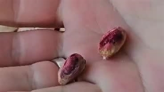 پسته امسالی تازه تازه