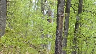 پلنگ مازندران