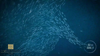 تیزر رسمی معرفی ساعت بلانکپین X سواچ