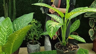 روش نگهداری گیاه دیفن باخیا (آموزش کامل در 2 دقیقه ) گلخانه سانا گل