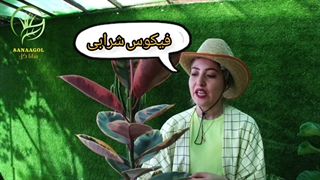 طرز مراقبت از گیاه فیکوس شرابی (0 تا 100 روش نگهداری فیکوس شرابی)|سانا گل