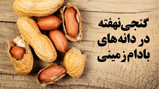 گنجی نهفته در دانه های بادام زمینی
