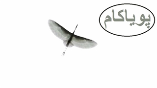 نظریه تکامل