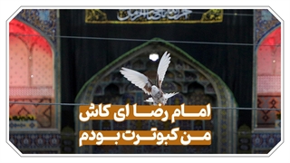نماهنگ امام رضا ای کاش من کبوترت بودم