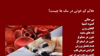 بیماری خونی سگ و یکی دیگر از علایم مربوط به کاهش اشتها