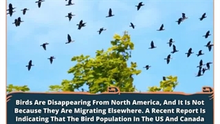 Vanishing Voices: The Silent Crisis Of The North American Birds