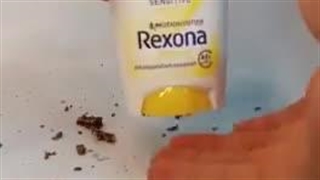 مام اصلی رکسونا/فروشگاه پخش عمده دوشیزه