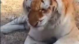 عطسه کردن ببر!