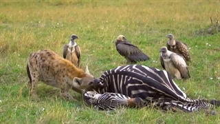 طبیعت بی رحم و وحشی حیوانات وحشی