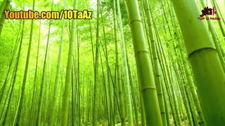 آیا میدانستید؟ دانستنی ها